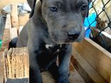 Mersin Safkan Cane Corso Blue Bebekler