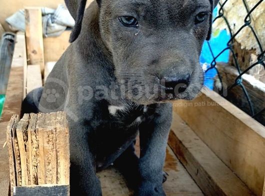 Mersin Safkan Cane Corso Blue Bebekler görsel