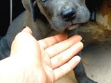 Mersin Safkan Cane Corso Blue Bebekler