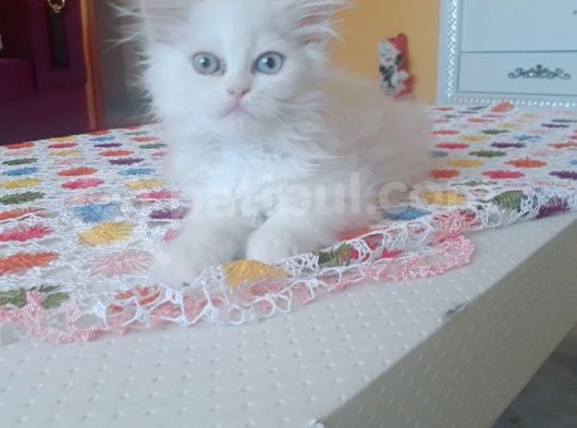 2 Aylik Prensesimiz Yeni Ailesini Arıyor