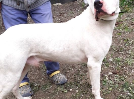 1.Sinif Irk Garantili Dogo Yavrularimiz görsel