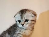 Full White Ve Whiskas Scotişh Bebekler Yeni Ailelerini Bekliyor