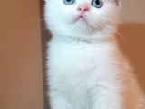 Full White ve whiskas scotişh bebekler yeni ailelerini bekliyor