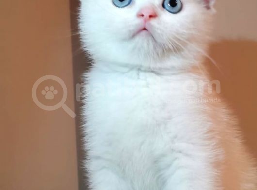 Full White Ve Whiskas Scotişh Bebekler Yeni Ailelerini Bekliyor