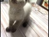 Ayı Surat Özel Renk Brtis Shorthair