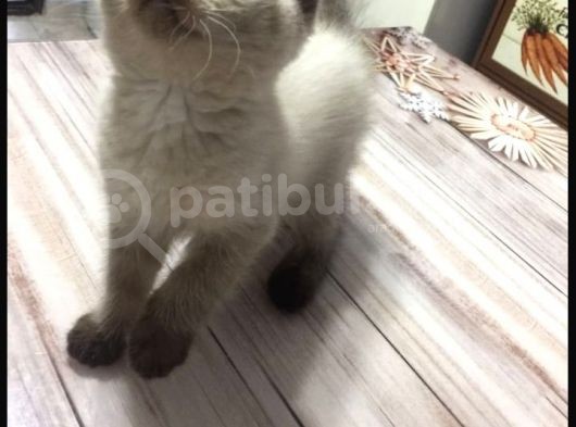 Ayı Surat Özel Renk Brtis Shorthair görsel