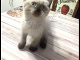 Ayı Surat Özel Renk Brtis Shorthair