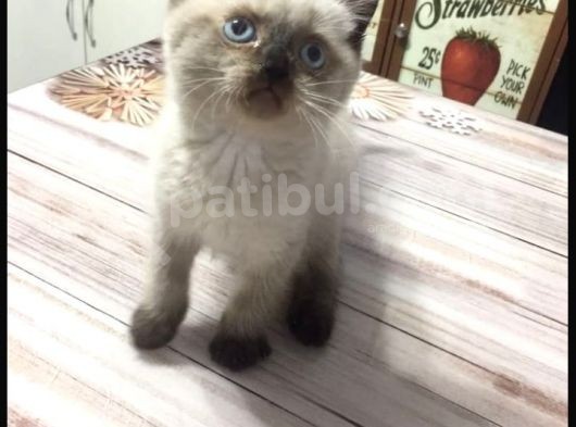 Ayı Surat Özel Renk Brtis Shorthair