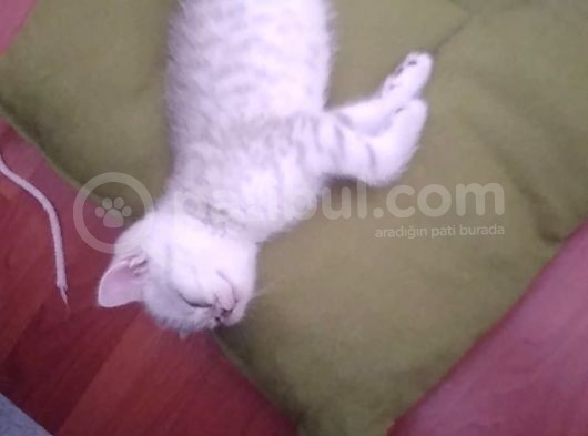 Ev Kedimin Güzel Yavrusu - Silver Shaded British Shorthair görsel