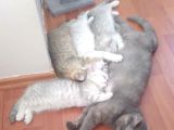 Ev Kedimin Güzel Yavrusu - Golden Tabby British Shorthair