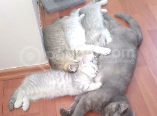 Ev Kedimin Güzel Yavrusu - Golden Tabby British Shorthair görsel