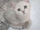 Ev Kedimin Güzel Yavrusu - Silver Shaded British Shorthair