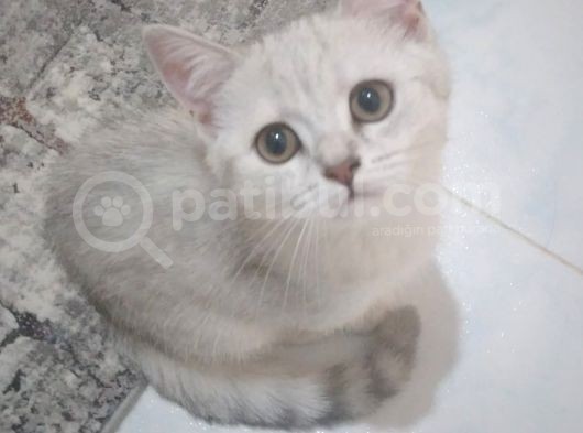 Ev Kedimin Güzel Yavrusu - Silver Shaded British Shorthair görsel