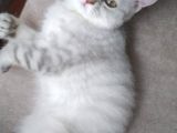 Ev Kedimin Güzel Yavrusu - Silver Shaded British Shorthair
