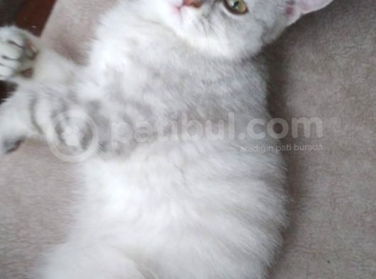 Ev Kedimin Güzel Yavrusu - Silver Shaded British Shorthair görsel