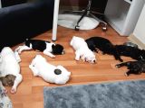 French Bulldog Yavrularımız
