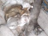 Ev Kedimin Güzel Yavrusu - Golden Tabby British Shorthair