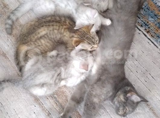 Ev Kedimin Güzel Yavrusu - Golden Tabby British Shorthair görsel