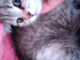 Ev Kedimin Güzel Yavrusu - Golden Tabby British Shorthair