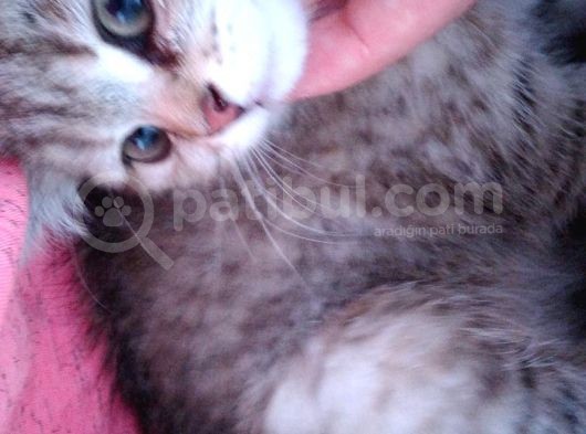 Ev Kedimin Güzel Yavrusu - Golden Tabby British Shorthair görsel