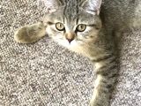 Ev Kedimin Güzel Yavrusu - Golden Tabby British Shorthair