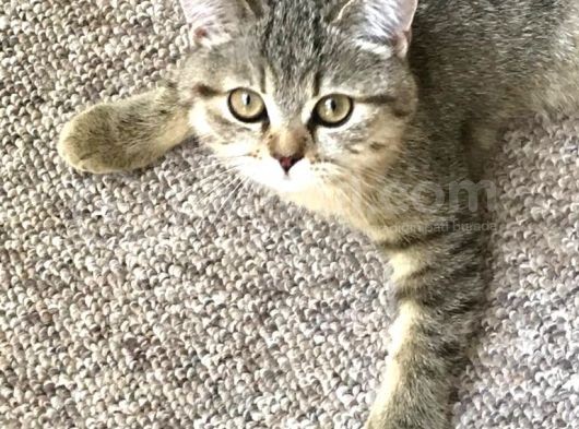 Ev Kedimin Güzel Yavrusu - Golden Tabby British Shorthair