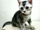 British Shorthair Sevimli Ve Oyuncu Yavru Kedilerimiz