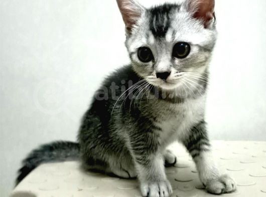 British Shorthair Sevimli Ve Oyuncu Yavru Kedilerimiz görsel