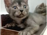 British Shorthair Sevimli Ve Oyuncu Yavru Kedilerimiz