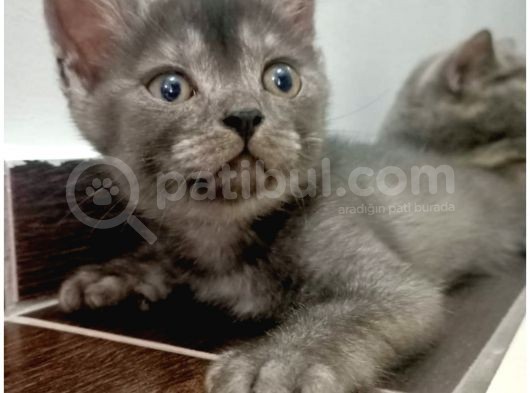 British Shorthair Sevimli Ve Oyuncu Yavru Kedilerimiz görsel