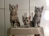 British Shorthair Sevimli Ve Oyuncu Yavru Kedilerimiz