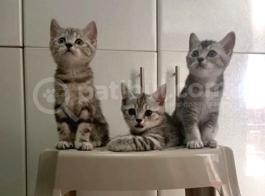 British Shorthair Sevimli Ve Oyuncu Yavru Kedilerimiz görsel