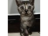 British Shorthair Sevimli Ve Oyuncu Yavru Kedilerimiz