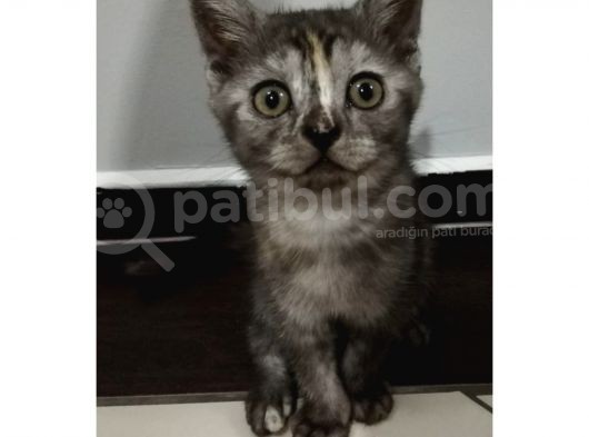 British Shorthair Sevimli Ve Oyuncu Yavru Kedilerimiz görsel