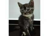 British Shorthair Sevimli Ve Oyuncu Yavru Kedilerimiz