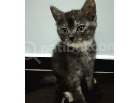 British Shorthair Sevimli Ve Oyuncu Yavru Kedilerimiz görsel