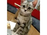 British Shorthair Sevimli Ve Oyuncu Yavru Kedilerimiz