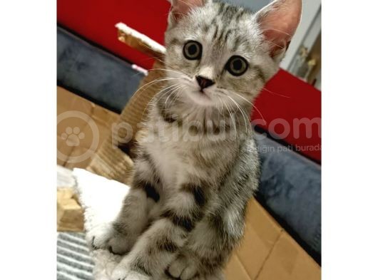 British Shorthair Sevimli Ve Oyuncu Yavru Kedilerimiz