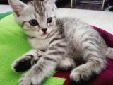 British Shorthair Sevimli Ve Oyuncu Yavru Kedilerimiz