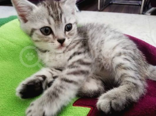 British Shorthair Sevimli Ve Oyuncu Yavru Kedilerimiz görsel