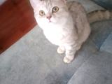 Ev Kedimin Güzel Yavrusu - Silver Shaded British Shorthair