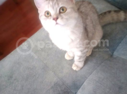 Ev Kedimin Güzel Yavrusu - Silver Shaded British Shorthair görsel