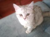 Ev Kedimin Güzel Yavrusu - Silver Shaded British Shorthair