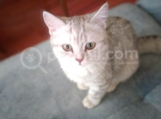 Ev Kedimin Güzel Yavrusu - Silver Shaded British Shorthair görsel