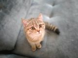 Ev Kedimin Güzel Yavrusu - Golden Tabby British Shorthair
