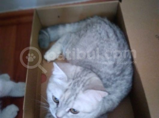 Ev Kedimin Güzel Yavrusu - Silver Shaded British Shorthair görsel