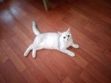 Ev Kedimin Güzel Yavrusu - Silver Shaded British Shorthair