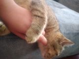 Ev Kedimin Güzel Yavrusu - Golden Tabby British Shorthair