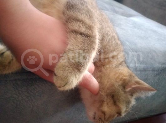 Ev Kedimin Güzel Yavrusu - Golden Tabby British Shorthair görsel