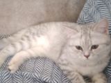 Ev Kedimin Güzel Yavrusu - Silver Shaded British Shorthair